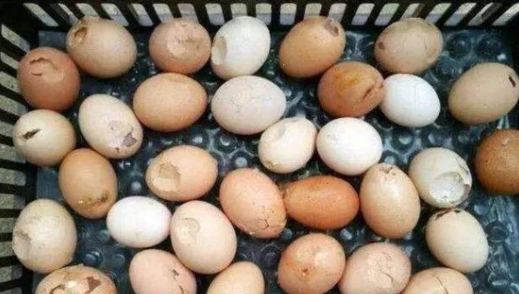 蛋鸡输卵管堵塞能不能下蛋,产蛋鸡输卵管炎特效药