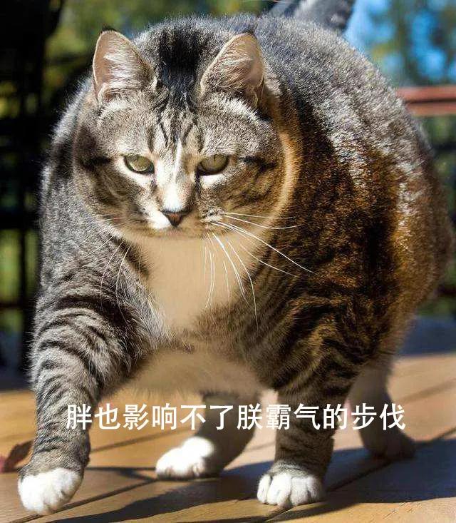 猫咪糖尿病如何诊断,猫咪糖尿病如何确诊