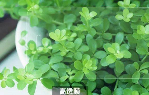 手机贴护眼膜真的能护眼吗,手机膜贴绿膜真的能保护眼睛吗