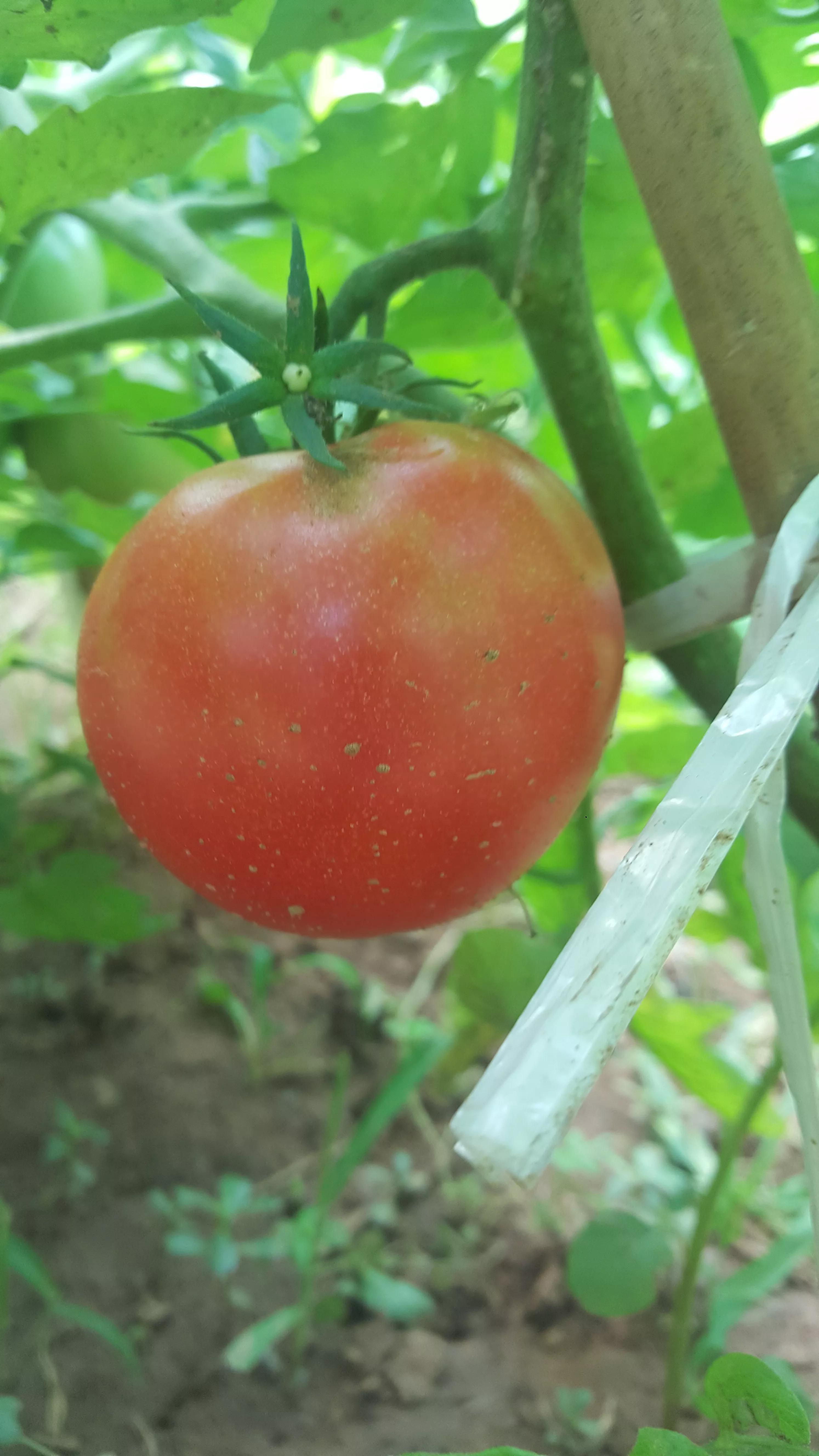 我的种植初体验,有机农业增产