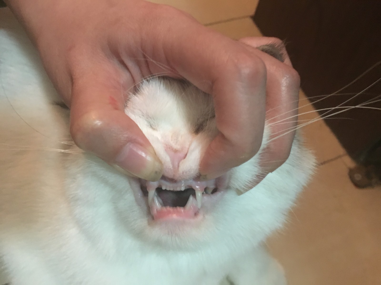 猫咪最不喜欢让人摸的部位,猫咪最喜欢被摸的5个位置