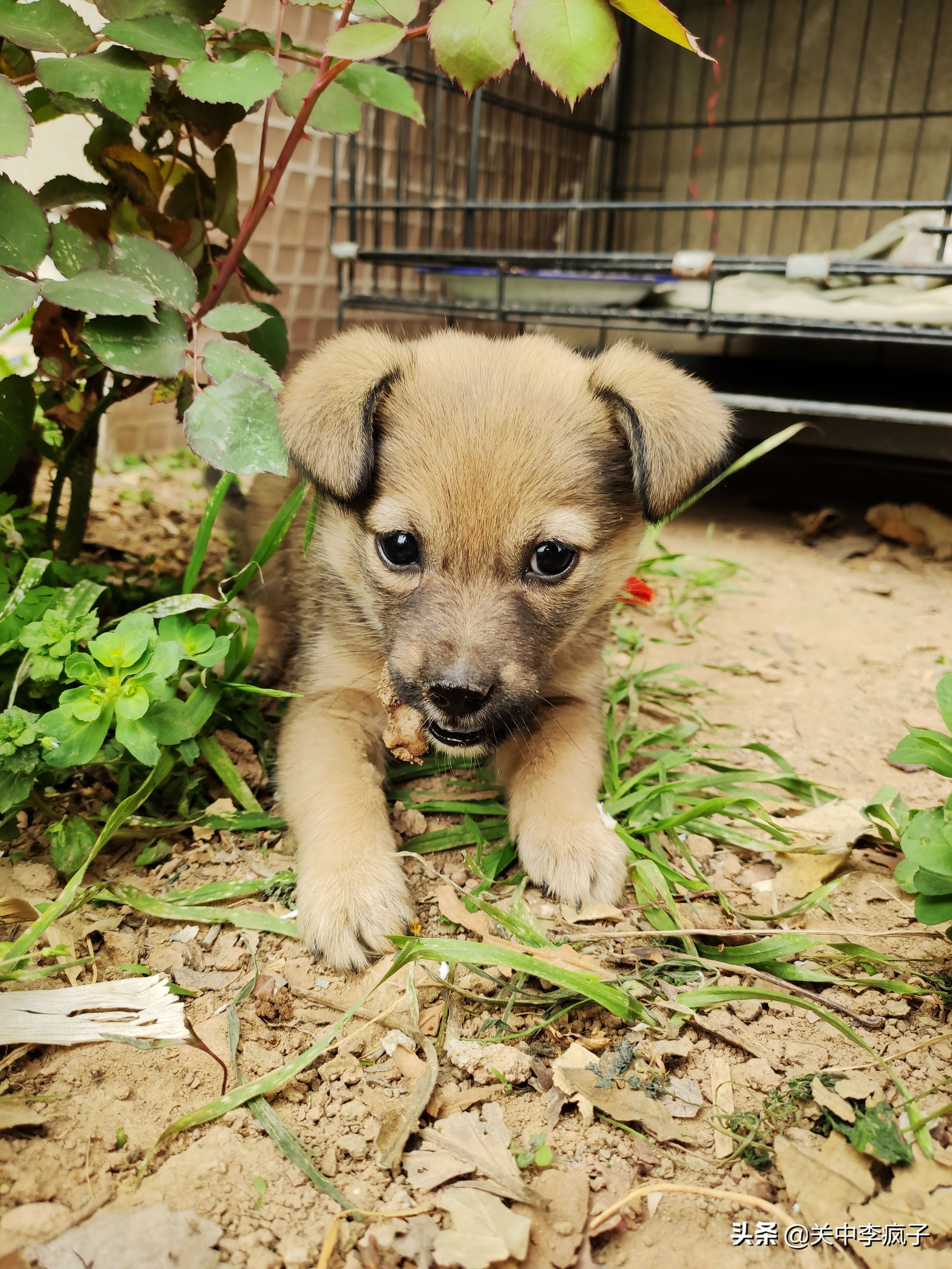 春天来了,这只叫青皮的旺财也来了
