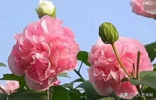 全国56市市花太美了的视频,中国56市市花图片