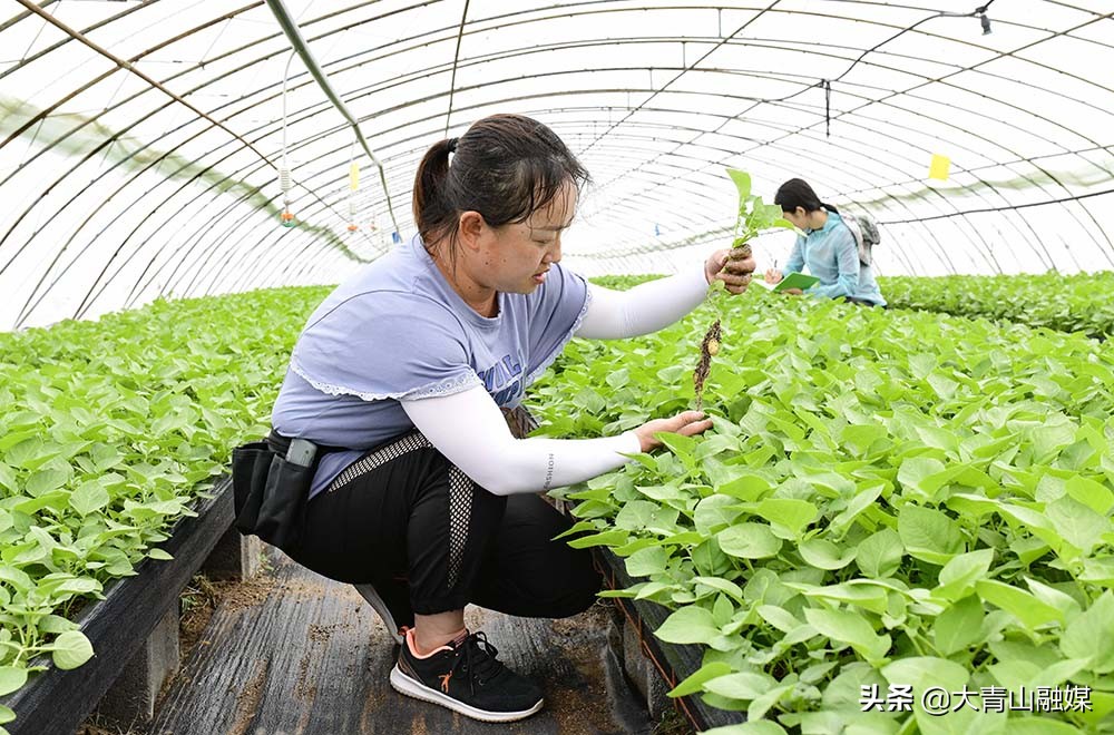 内蒙古乌兰察布市马铃薯种植过程,乌兰察布马铃薯种植基地联系方式