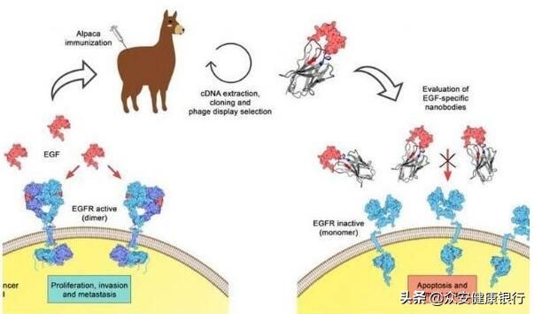 科学家如何利用新型抗体疗法治疗多种人类疾病？