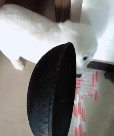 萨摩耶被主人套路完整版,萨摩耶把10斤的酒桶咬坏了