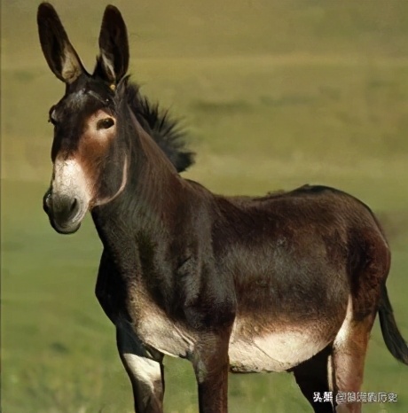 杂交育种怎么样才算成功,杂交过程中遇到哪些问题