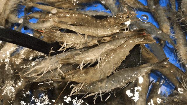 有一种炫富叫辽宁开海,在山东有一种炫富叫开海