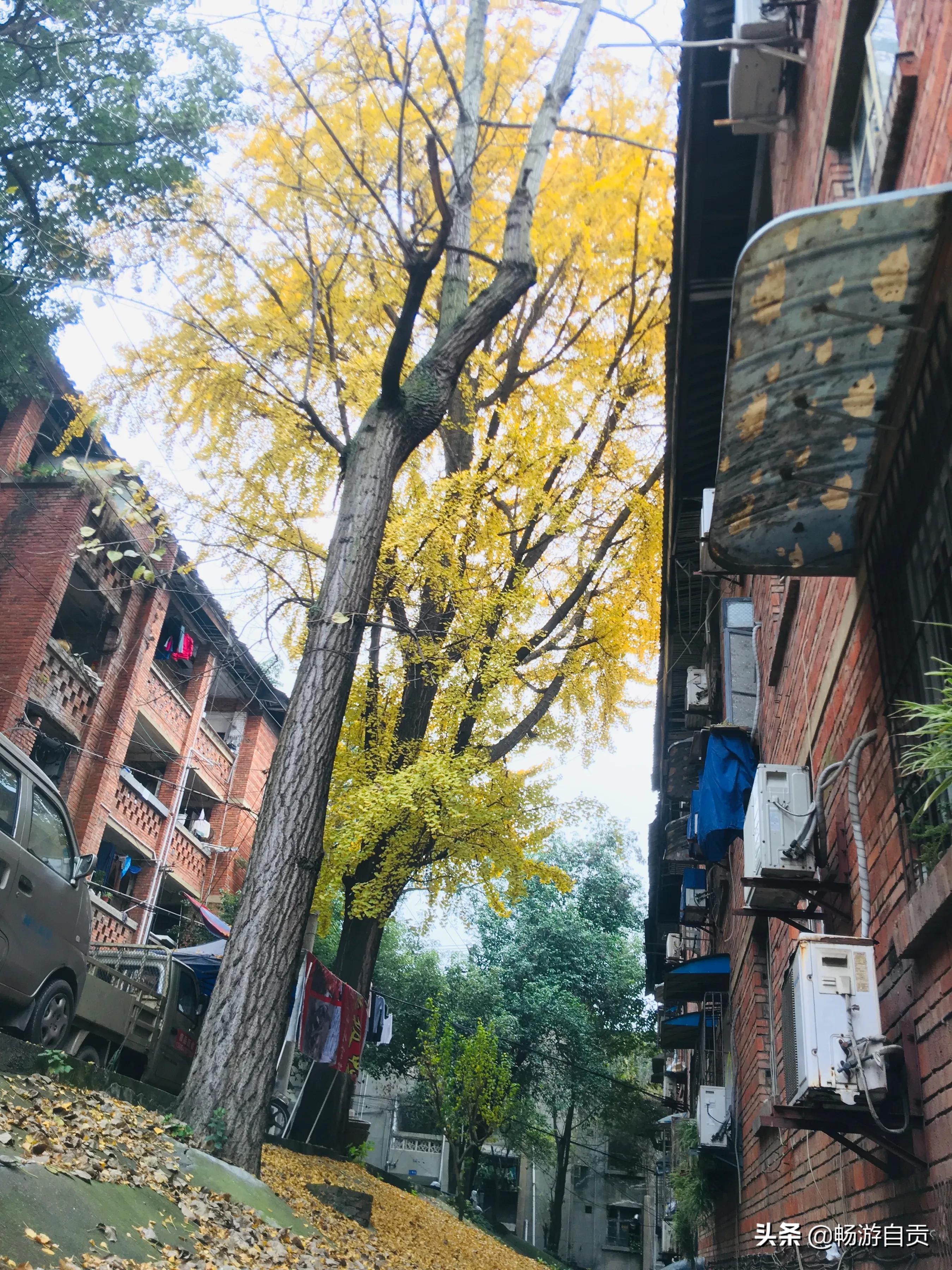 恰逢仲冬季节，追寻自贡唯美黄金叶