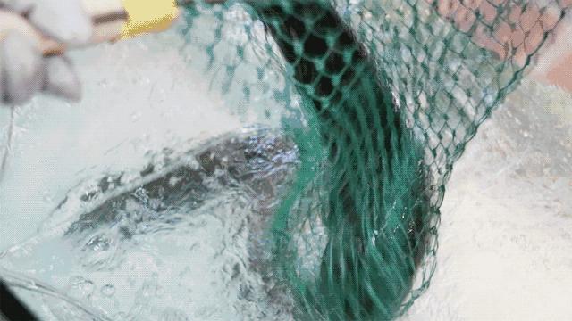 正宗万州烤鱼做法技术,万州烤鱼技术教学