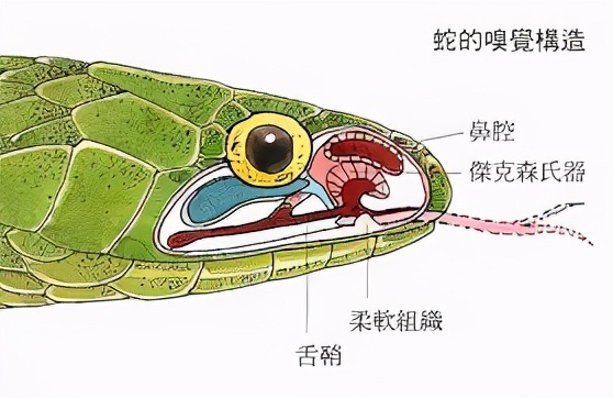 硫磺和雄黄防蛇比较哪种效果好,蛇的天敌为什么是雄黄