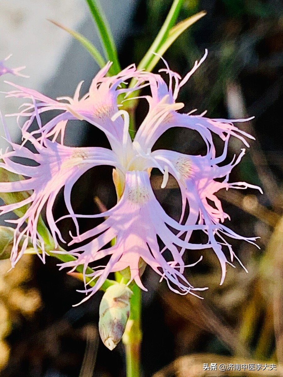 膀胱湿热会导致小便泡沫吗,膀胱湿热会导致什么