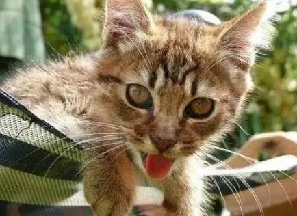 猫咪中暑会尿黄吗,猫咪轻微中暑最好解决方法