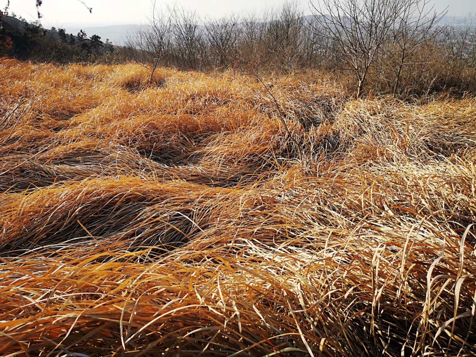 摩托周边旮旯游——探访蚌埠李楼鲁山寺遗址（上）