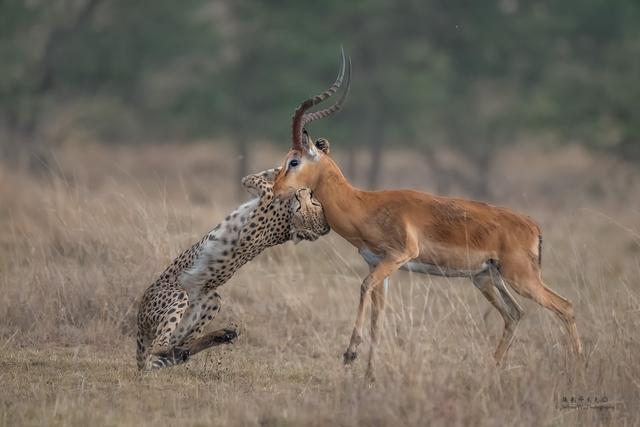 尼康d850完全摄影指南,尼康d850大变焦镜头推荐
