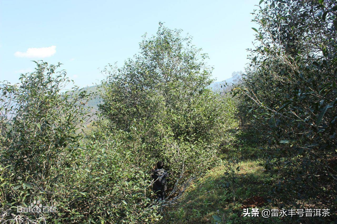 普洱茶昔归台地,普洱茶昔归十年