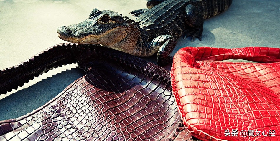 最近最火的8个爆款爱马仕包包,最实用的爱马仕包包