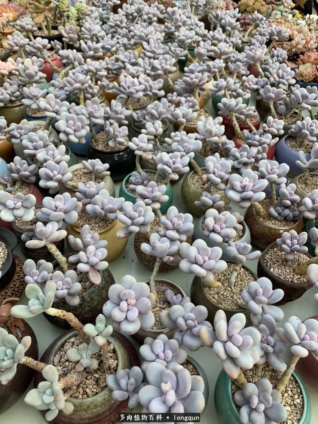 探访韩国肉锥大棚,记一次走访纪录片