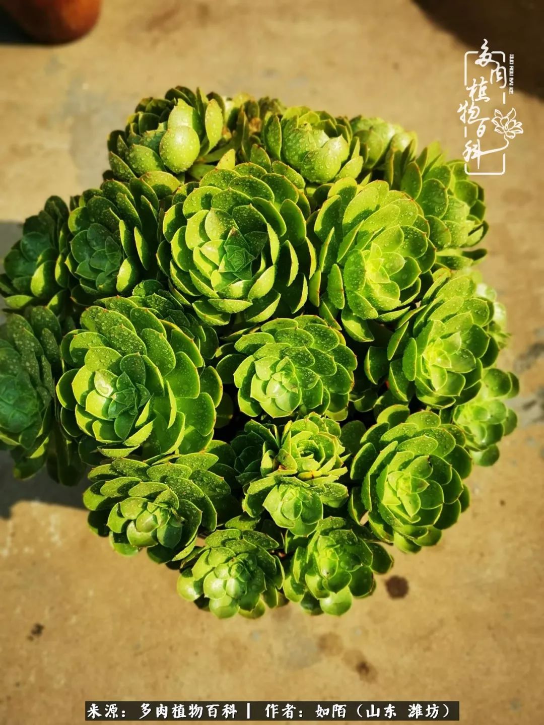 凤凰涅槃,浴火重生!多肉法师圣斗士们的秋天!(附养护经验)