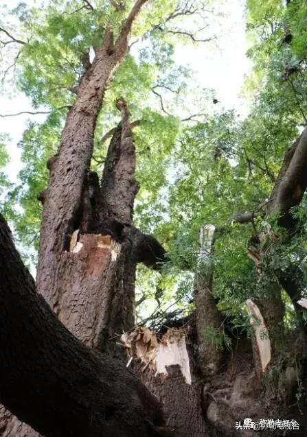 一棵被保护的百年古树,一棵百年的古树被雷击