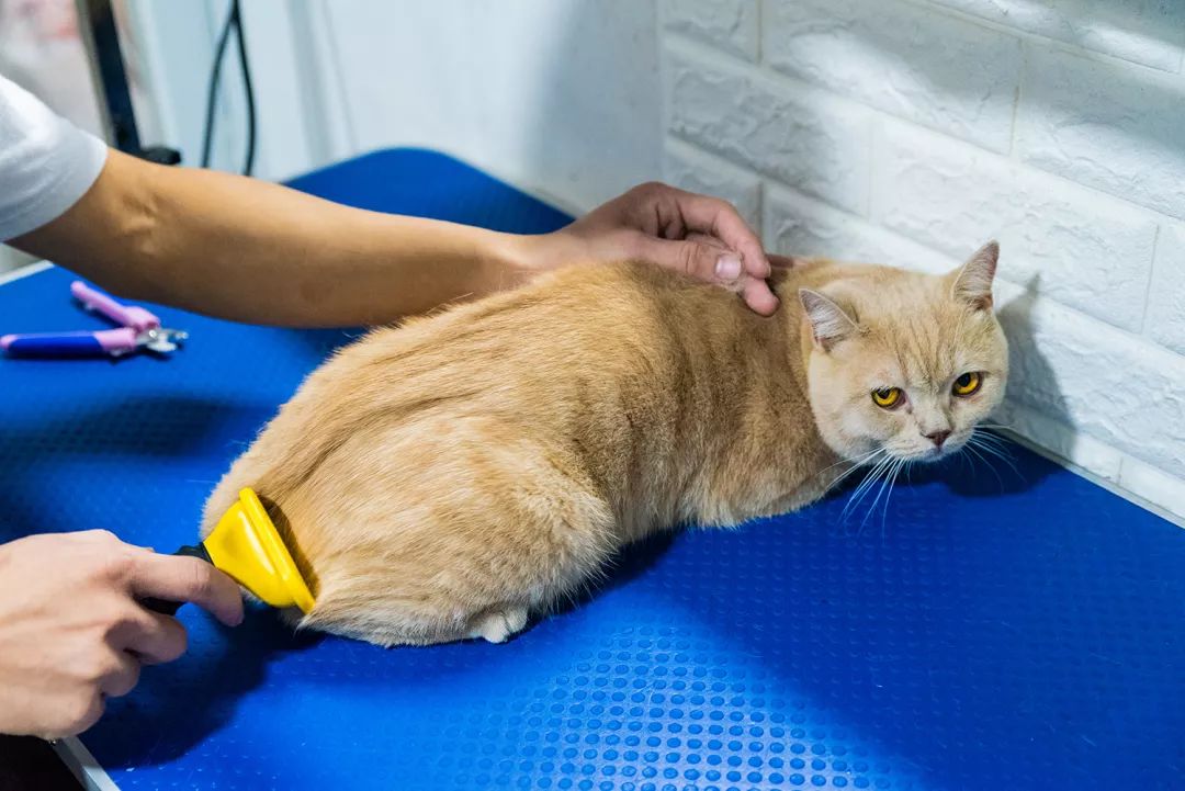 吹爆汕头这家「宠物精灵聚集地」美容、洗剪吹、零食,一应俱全…