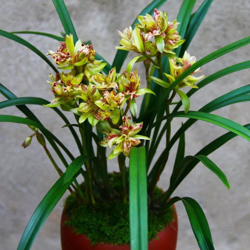 好养的兰花既高贵又漂亮惹人喜欢,哪种兰花最好养四季开花又很香