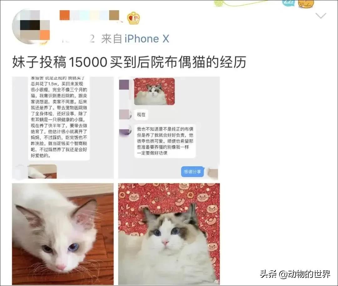 在网上买400多的缅因可以吗,一万多买的缅因猫死了