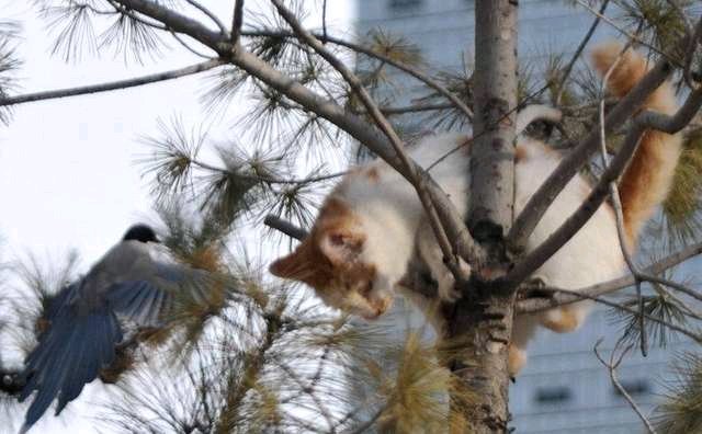 追兔捉鹰,撵兔子逮鹰的话