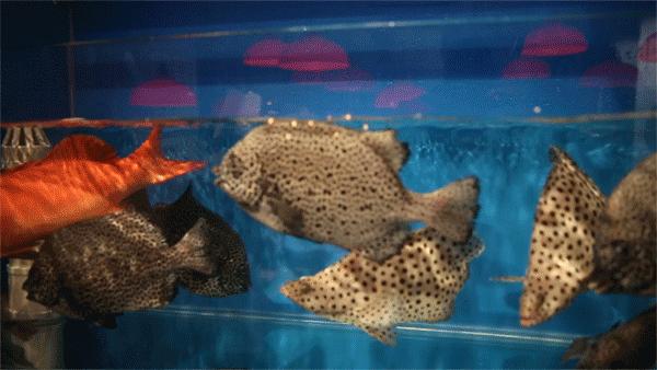 上海沉浸式打边炉,上海顶级打边炉