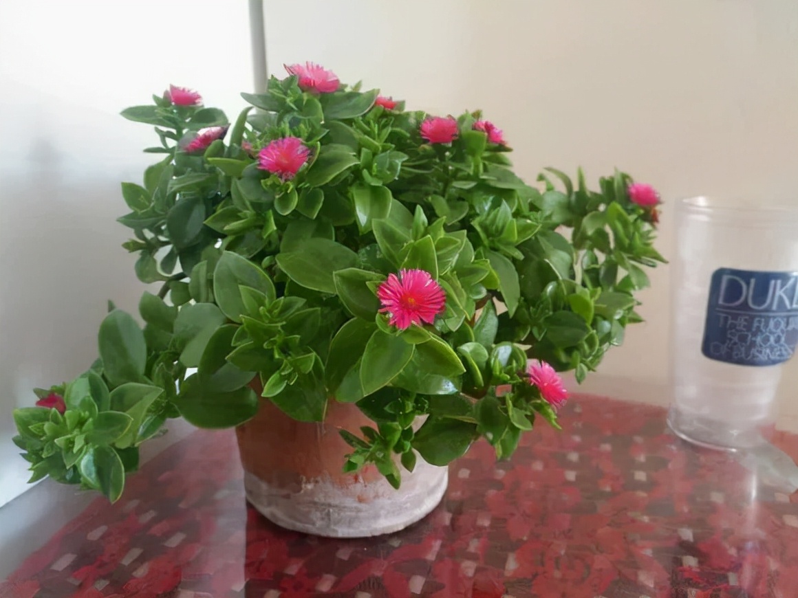 人养花花养人下句,什么花好养活又好看还可以吃的