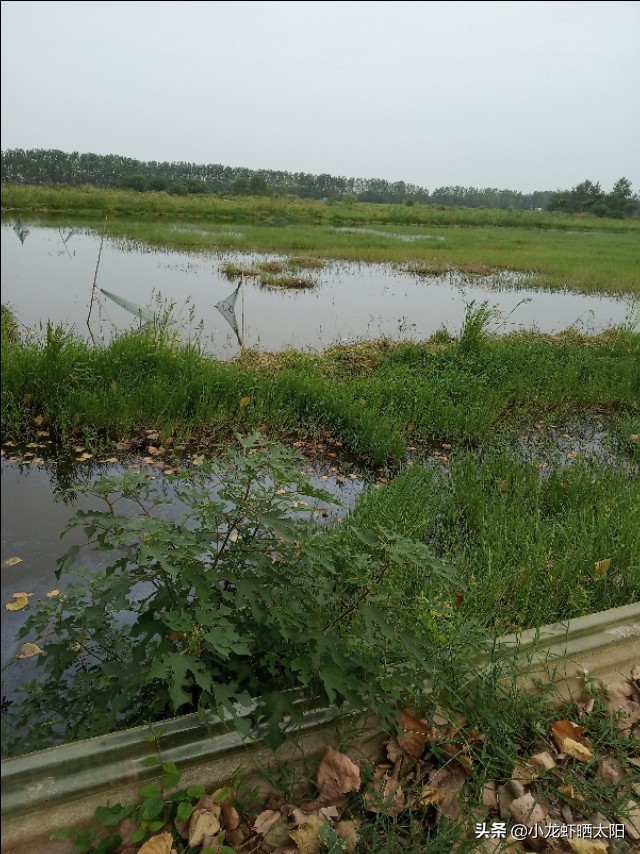 养殖鳝鱼如何调节水质,鳝鱼适合什么条件养殖