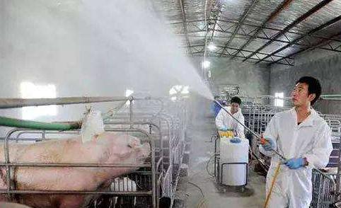 防控非洲猪瘟恢复生猪生产九项关键技术