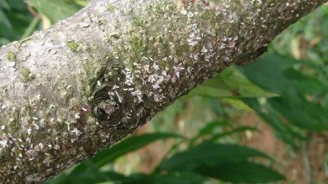 桃树杆上的桑白介壳虫什么时候治,春季桃树介壳虫防治