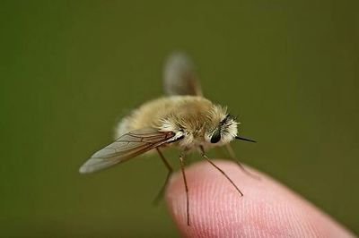 被行走的小猕猴桃安蜂虻寄生后就完蛋了，能活下来算我输