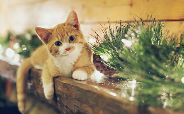 养宠知识为什么猫咪总是看不起你,养猫咪不听话怎么办视频