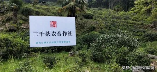 以后开茶叶店的趋势,开茶叶店投资什么项目