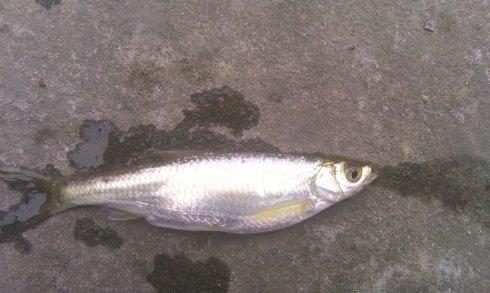 河里野生鱼推荐品种有哪些,常见的口感比较好的鱼