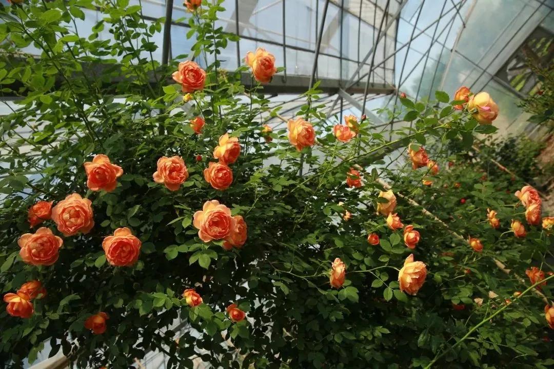 100种月季经典品种,100种经典月季品种