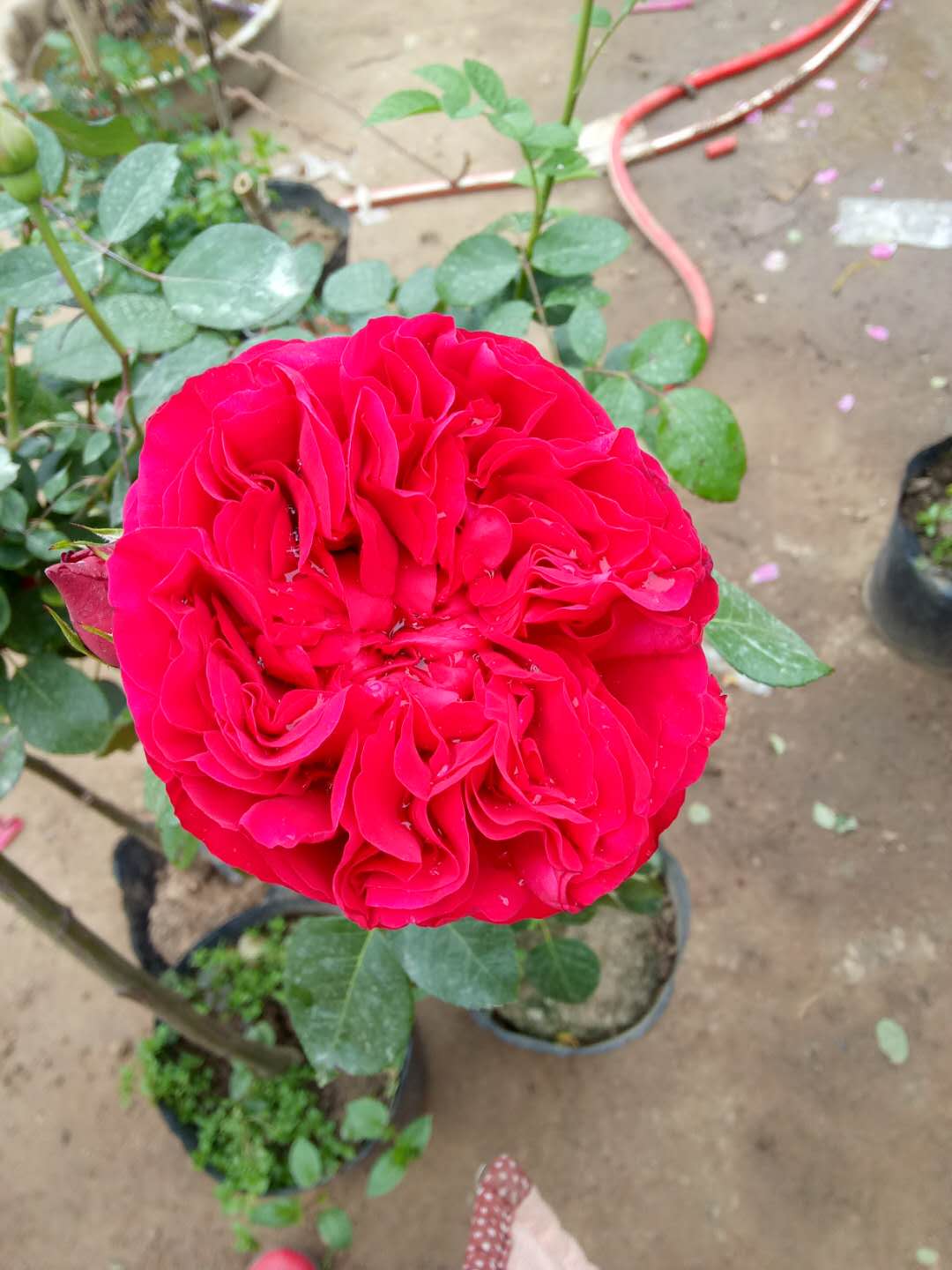 国月欧月,国月和欧月不同