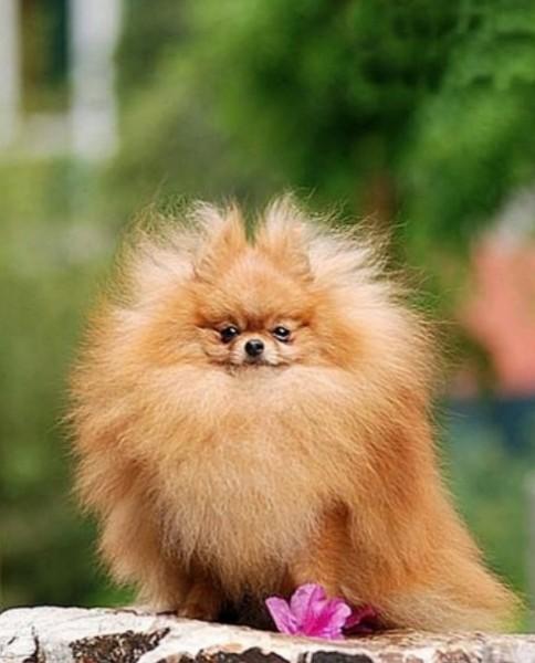 45种常见狗狗认几种主人,45种常见狗狗拉布拉多图片