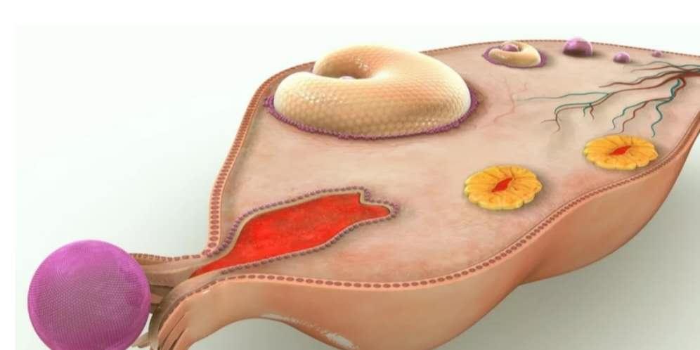 卵泡监测好就说明输卵管是通的吗,卵泡监测备孕流程