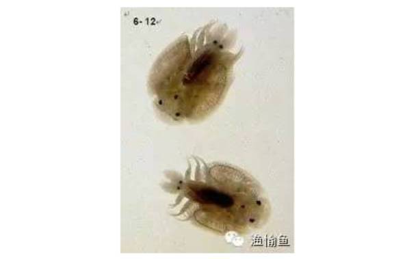 犬猫寄生虫,犬猫寄生虫性皮肤病治疗方法