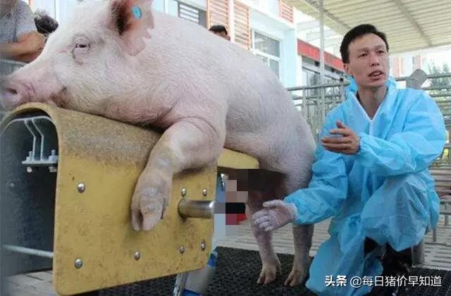 “能力”越出众的公猪越不能本交,只能“用手解决”,咋回事?
