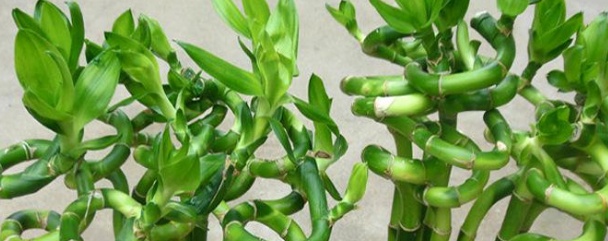 转运竹叶子发黄怎么办水养,转运竹叶子发黄怎么办妙招