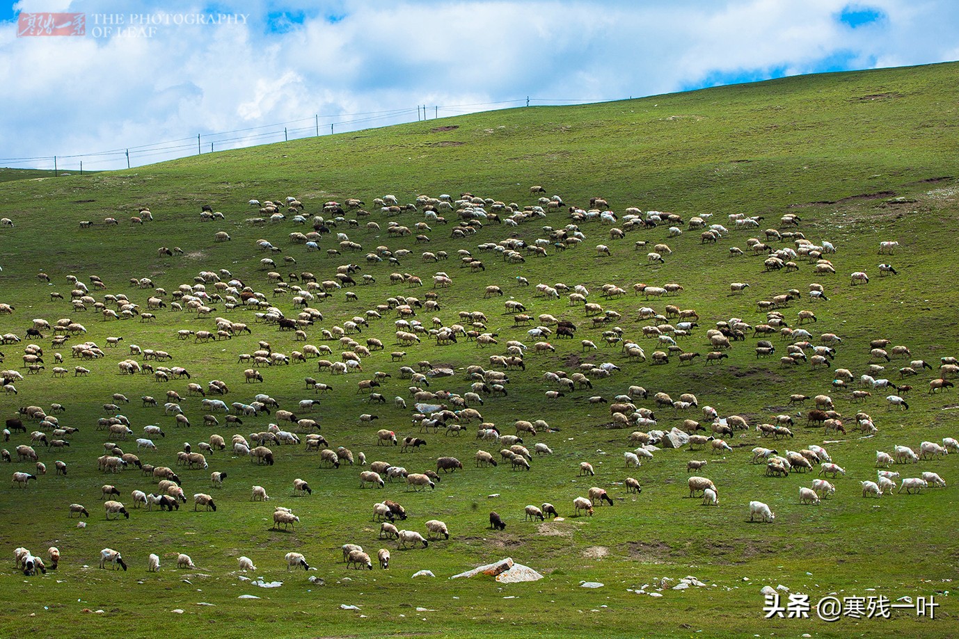 自驾*疆新**，路上撞到一只羊该怎么办？这位小哥的举动给我上了一课
