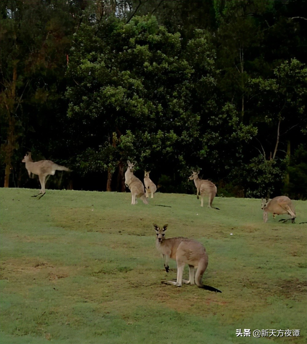 国家植树造林,世界植树造林国家排行榜