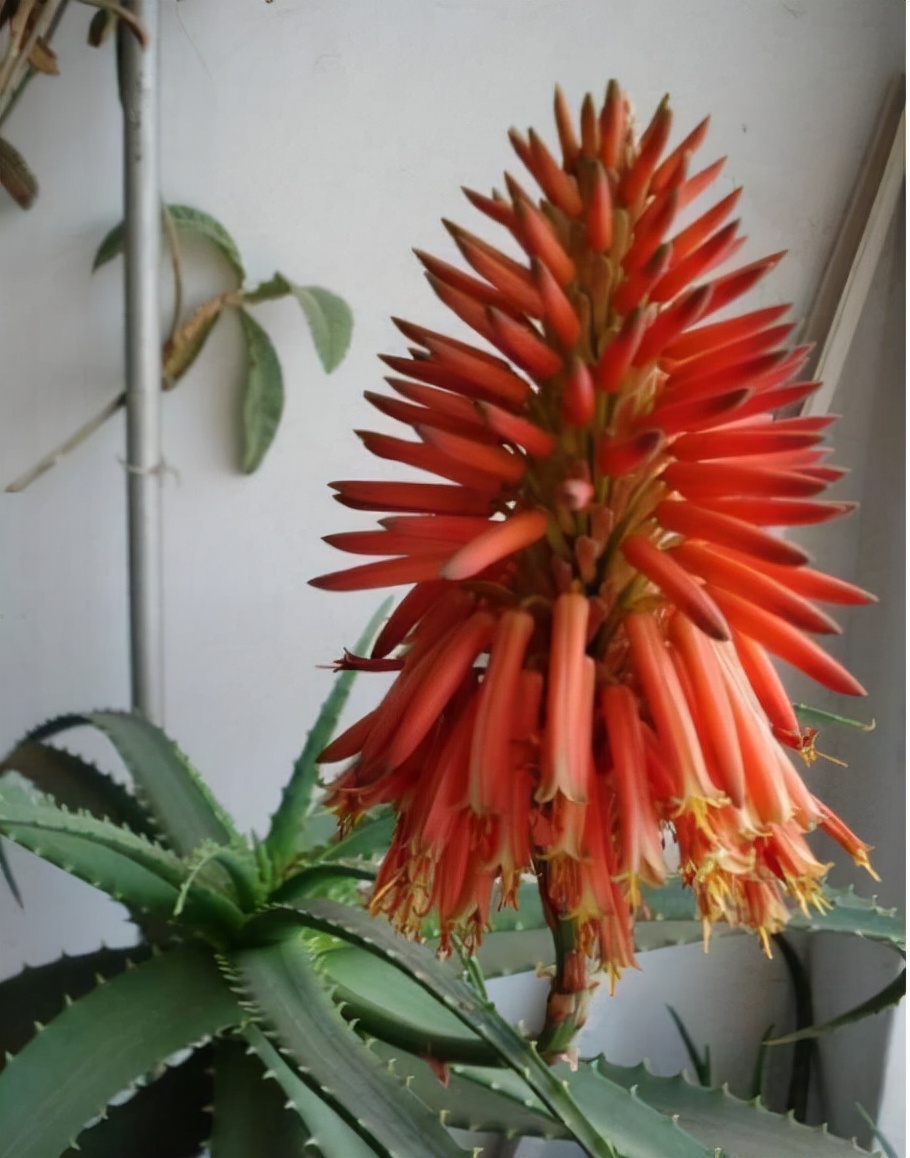 芦荟怎么养才能开花很美,家庭养芦荟最好的方法