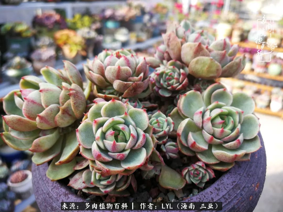 养多肉一年花了3万,养多肉一千多盆