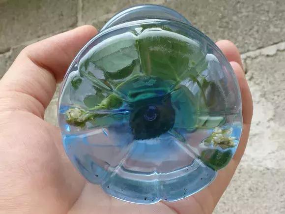 大水瓶扦插生根神器,室内用塑料瓶扦插生根最快方法