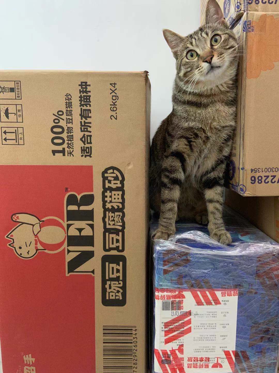 养猫怎么买东西便宜,养猫人怎么买沙发